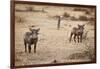 Young Warthogs-Michele Westmorland-Framed Photographic Print