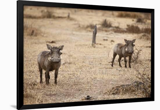 Young Warthogs-Michele Westmorland-Framed Photographic Print