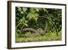 Young Water Voles (Arvicola Amphibius) on Old Pump Wheel, Kent, UK, October-Terry Whittaker-Framed Photographic Print