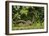 Young Water Voles (Arvicola Amphibius) on Old Pump Wheel, Kent, UK, October-Terry Whittaker-Framed Photographic Print