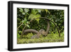 Young Water Voles (Arvicola Amphibius) on Old Pump Wheel, Kent, UK, October-Terry Whittaker-Framed Photographic Print
