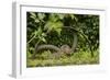 Young Water Voles (Arvicola Amphibius) on Old Pump Wheel, Kent, UK, October-Terry Whittaker-Framed Photographic Print