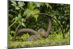 Young Water Voles (Arvicola Amphibius) on Old Pump Wheel, Kent, UK, October-Terry Whittaker-Mounted Photographic Print