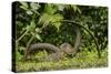 Young Water Voles (Arvicola Amphibius) on Old Pump Wheel, Kent, UK, October-Terry Whittaker-Stretched Canvas