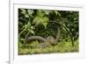 Young Water Voles (Arvicola Amphibius) on Old Pump Wheel, Kent, UK, October-Terry Whittaker-Framed Photographic Print