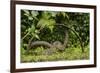 Young Water Voles (Arvicola Amphibius) on Old Pump Wheel, Kent, UK, October-Terry Whittaker-Framed Photographic Print