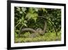 Young Water Voles (Arvicola Amphibius) on Old Pump Wheel, Kent, UK, October-Terry Whittaker-Framed Photographic Print