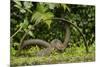 Young Water Voles (Arvicola Amphibius) on Old Pump Wheel, Kent, UK, October-Terry Whittaker-Mounted Photographic Print