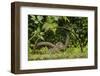 Young Water Voles (Arvicola Amphibius) on Old Pump Wheel, Kent, UK, October-Terry Whittaker-Framed Photographic Print