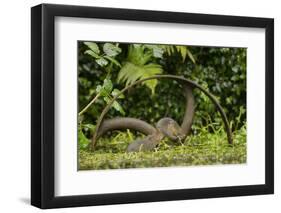 Young Water Voles (Arvicola Amphibius) on Old Pump Wheel, Kent, UK, October-Terry Whittaker-Framed Photographic Print