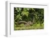 Young Water Voles (Arvicola Amphibius) on Old Pump Wheel, Kent, UK, October-Terry Whittaker-Framed Photographic Print