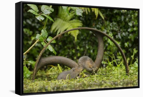 Young Water Voles (Arvicola Amphibius) on Old Pump Wheel, Kent, UK, October-Terry Whittaker-Framed Stretched Canvas