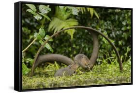 Young Water Voles (Arvicola Amphibius) on Old Pump Wheel, Kent, UK, October-Terry Whittaker-Framed Stretched Canvas