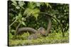 Young Water Voles (Arvicola Amphibius) on Old Pump Wheel, Kent, UK, October-Terry Whittaker-Stretched Canvas