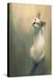 Young White Cat Looking Up,Digital Painting-Tithi Luadthong-Stretched Canvas