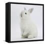 Young White Domestic Rabbit Sitting Up on its Haunches-Mark Taylor-Framed Stretched Canvas