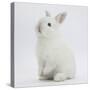 Young White Domestic Rabbit Sitting Up on its Haunches-Mark Taylor-Stretched Canvas