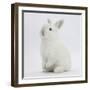 Young White Domestic Rabbit Sitting Up on its Haunches-Mark Taylor-Framed Photographic Print