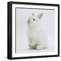 Young White Domestic Rabbit Sitting Up on its Haunches-Mark Taylor-Framed Photographic Print