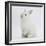 Young White Domestic Rabbit Sitting Up on its Haunches-Mark Taylor-Framed Photographic Print