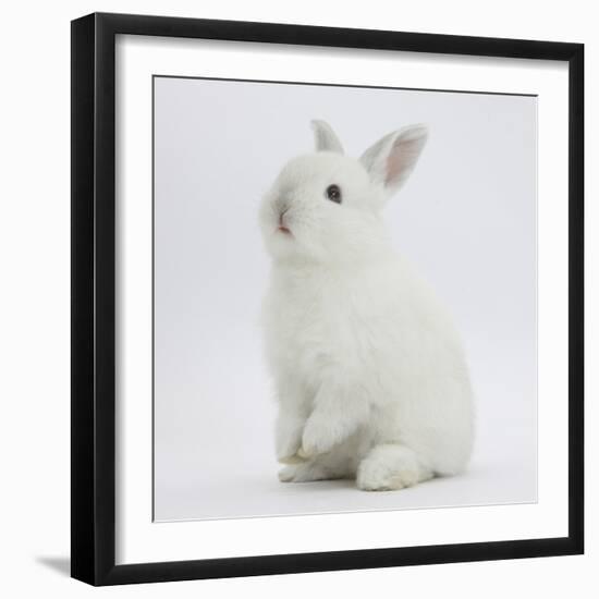 Young White Domestic Rabbit Sitting Up on its Haunches-Mark Taylor-Framed Photographic Print