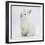 Young White Domestic Rabbit Sitting Up on its Haunches-Mark Taylor-Framed Photographic Print