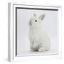 Young White Domestic Rabbit Sitting Up on its Haunches-Mark Taylor-Framed Photographic Print