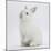 Young White Domestic Rabbit Sitting Up on its Haunches-Mark Taylor-Mounted Photographic Print