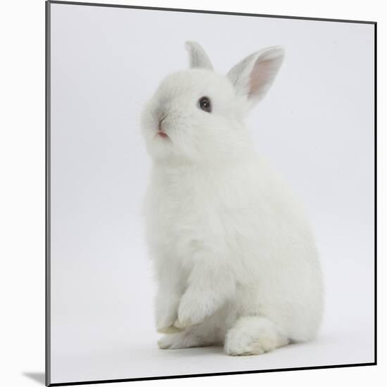 Young White Domestic Rabbit Sitting Up on its Haunches-Mark Taylor-Mounted Photographic Print