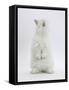 Young White Domestic Rabbit Standing Up on its Haunches-Mark Taylor-Framed Stretched Canvas