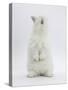 Young White Domestic Rabbit Standing Up on its Haunches-Mark Taylor-Stretched Canvas