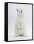 Young White Domestic Rabbit Standing Up on its Haunches-Mark Taylor-Framed Stretched Canvas