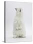 Young White Domestic Rabbit Standing Up on its Haunches-Mark Taylor-Stretched Canvas