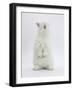 Young White Domestic Rabbit Standing Up on its Haunches-Mark Taylor-Framed Photographic Print