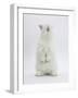Young White Domestic Rabbit Standing Up on its Haunches-Mark Taylor-Framed Photographic Print