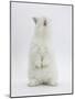 Young White Domestic Rabbit Standing Up on its Haunches-Mark Taylor-Mounted Photographic Print
