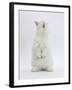 Young White Domestic Rabbit Standing Up on its Haunches-Mark Taylor-Framed Photographic Print