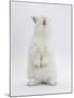 Young White Domestic Rabbit Standing Up on its Haunches-Mark Taylor-Mounted Photographic Print