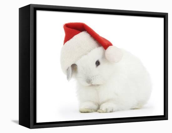 Young White Rabbit Wearing a Father Christmas Hat-Mark Taylor-Framed Stretched Canvas