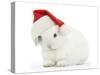 Young White Rabbit Wearing a Father Christmas Hat-Mark Taylor-Stretched Canvas
