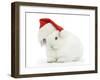 Young White Rabbit Wearing a Father Christmas Hat-Mark Taylor-Framed Photographic Print