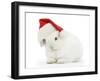 Young White Rabbit Wearing a Father Christmas Hat-Mark Taylor-Framed Photographic Print