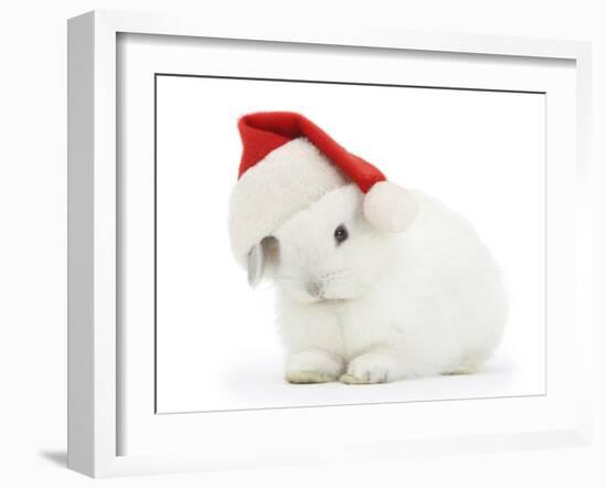 Young White Rabbit Wearing a Father Christmas Hat-Mark Taylor-Framed Photographic Print