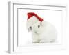 Young White Rabbit Wearing a Father Christmas Hat-Mark Taylor-Framed Photographic Print