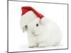 Young White Rabbit Wearing a Father Christmas Hat-Mark Taylor-Mounted Photographic Print