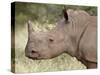 Young White Rhinoceros (Ceratotherium Simum), Kruger National Park, South Africa, Africa-James Hager-Stretched Canvas