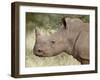 Young White Rhinoceros (Ceratotherium Simum), Kruger National Park, South Africa, Africa-James Hager-Framed Photographic Print