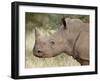 Young White Rhinoceros (Ceratotherium Simum), Kruger National Park, South Africa, Africa-James Hager-Framed Photographic Print