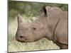 Young White Rhinoceros (Ceratotherium Simum), Kruger National Park, South Africa, Africa-James Hager-Mounted Photographic Print