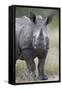 Young White Rhinoceros (Ceratotherium Simum), Kruger National Park, South Africa, Africa-James Hager-Framed Stretched Canvas